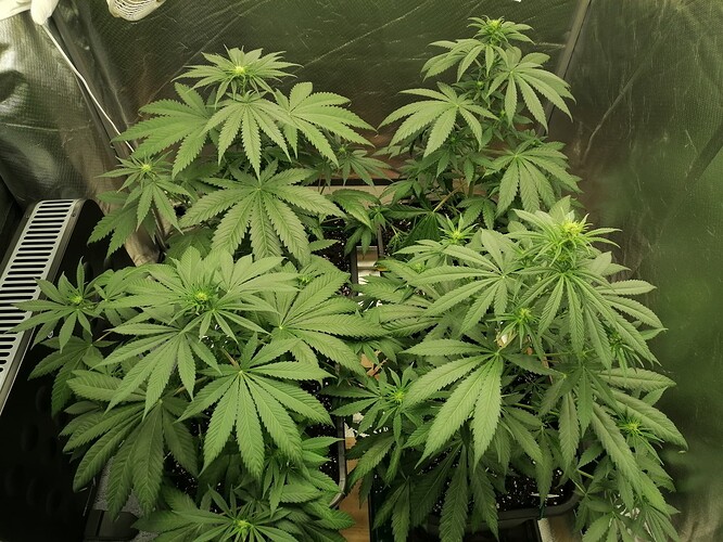 Growreport Bild 1