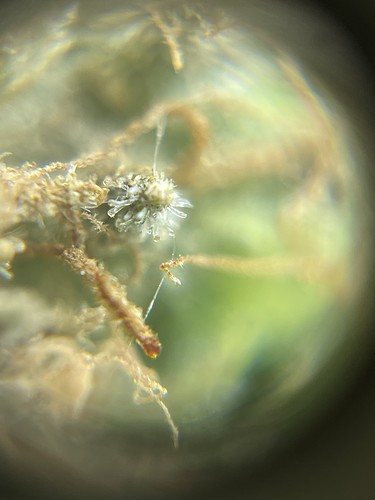 Growreport Bild 4