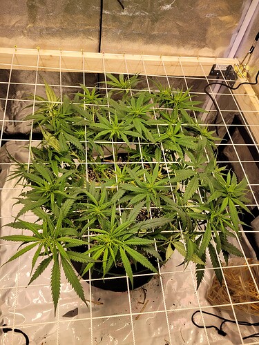 Growreport Bild 2