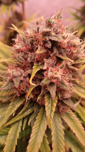 Growreport Bild 19