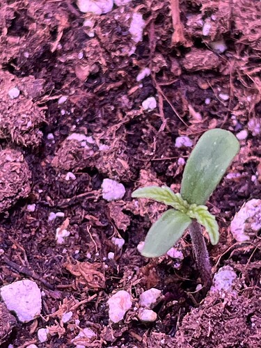 Growreport Bild 9