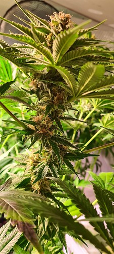 Nahaufnahme einer reifen Cannabispflanze mit Trichomen und orangefarbenen Stempeln.