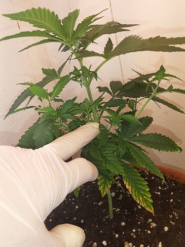 Growreport Bild 3