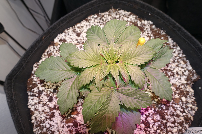 Growreport Bild 7