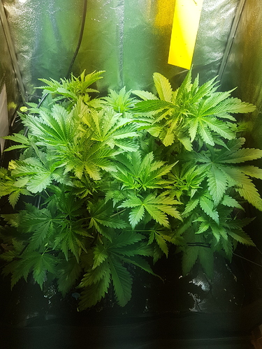 Growreport Bild 11