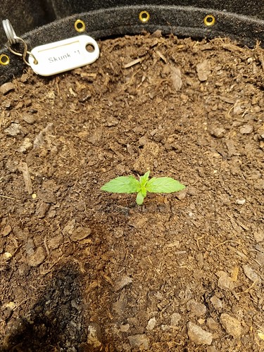 Growreport Bild 17
