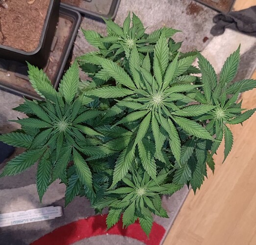 Growreport Bild 2