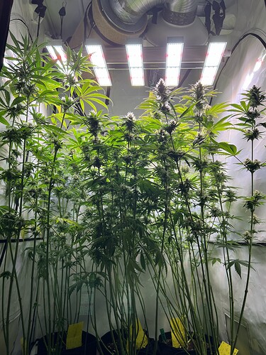 Growreport Bild 4
