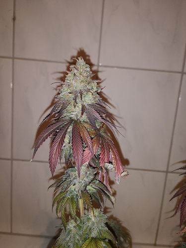 Growreport Bild 3