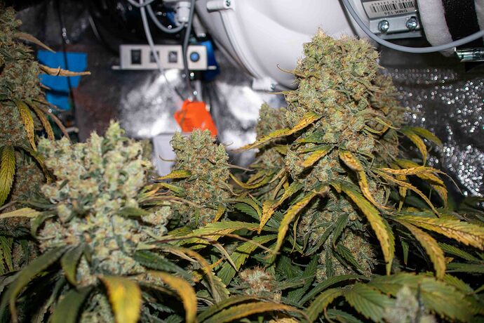 Growreport Bild 22