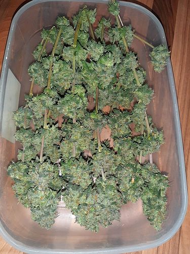 Growreport Bild 4