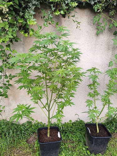 IMG_20200820_200354