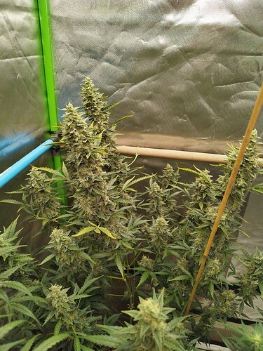 Growreport Bild 2