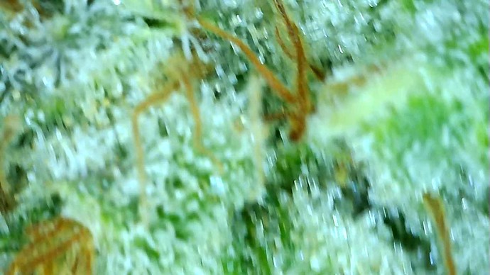 Growreport Bild 42