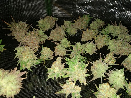 Growreport Bild 2