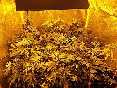 Growreport Bild 26
