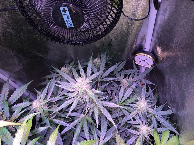 Growreport Bild 36