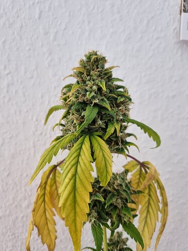 Growreport Bild 4