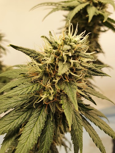 Growreport Bild 5
