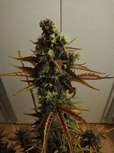 GG#3_240119-2