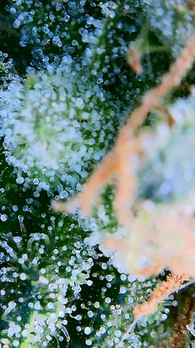 Growreport Bild 21