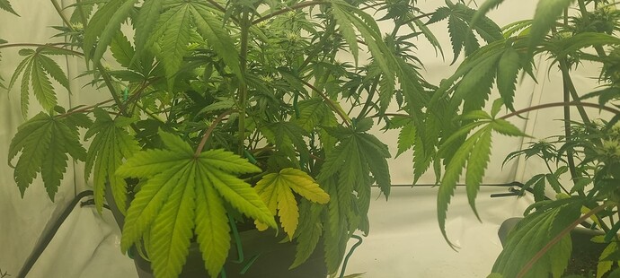 Growreport Bild 11