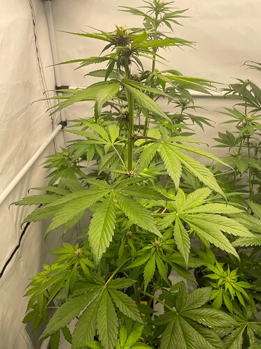 Growreport Bild 2