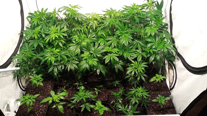 Growreport Bild 13