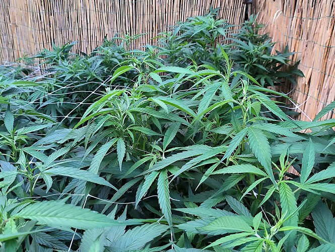 Growreport Bild 3