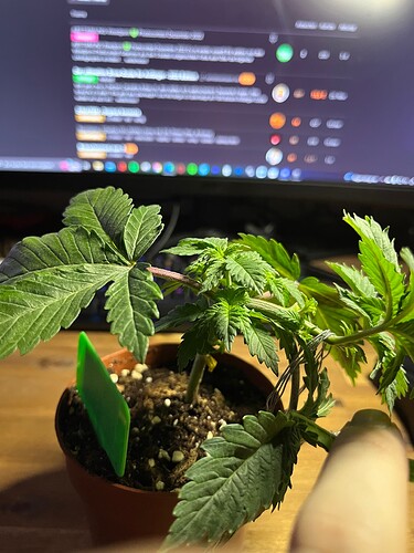 Growreport Bild 6