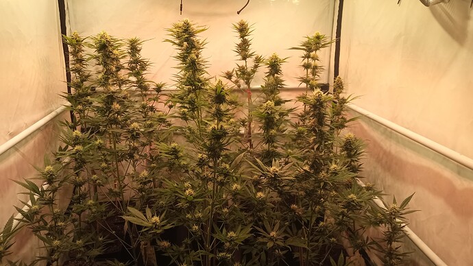 Growreport Bild 31