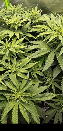 Growreport Bild 4