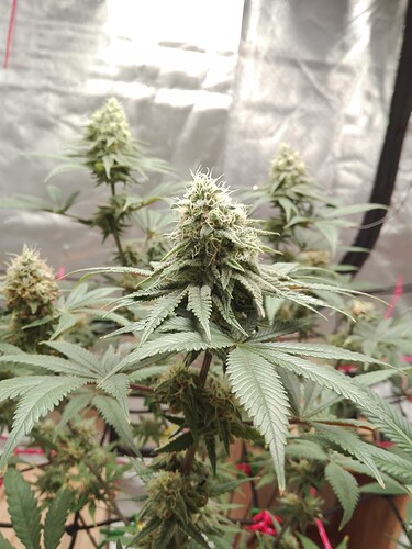 Growreport Bild 12