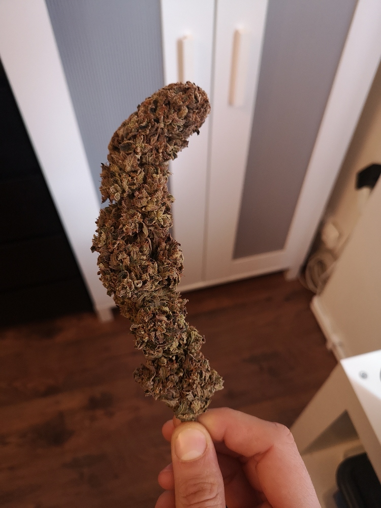 Indoor LED Grow RED DIESEL & DÉSFRAN