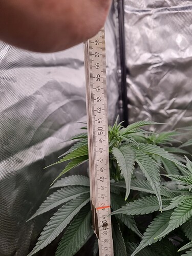 Growreport Bild 43