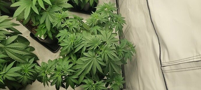 Growreport Bild 3