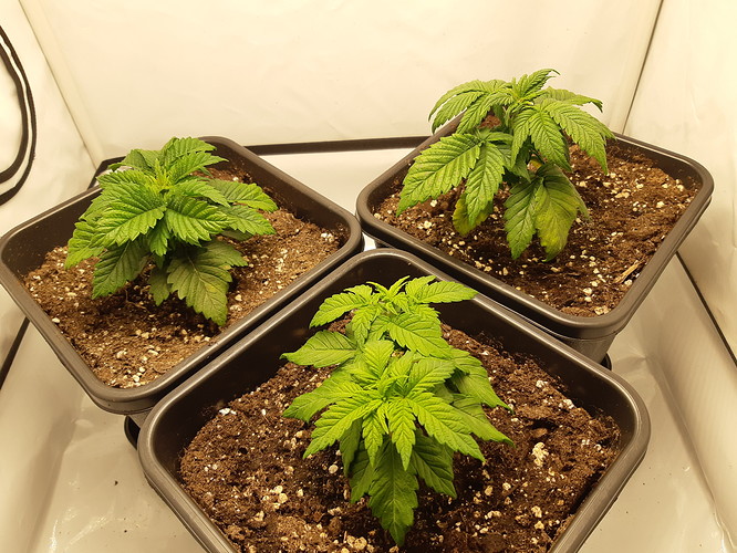 Growreport Bild 12