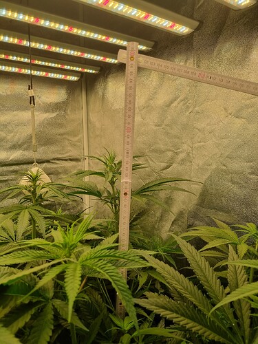 Growreport Bild 34