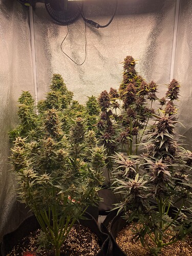 Growreport Bild 6
