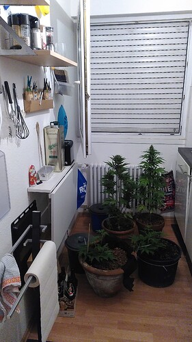 Growreport Bild 1
