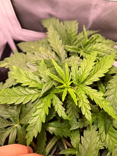 Growreport Bild 2