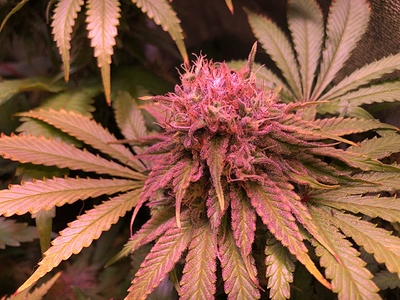 Growreport Bild 39