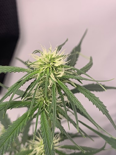 Growreport Bild 21