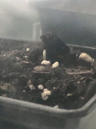 Growreport Bild 4