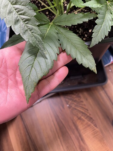 Growreport Bild 11