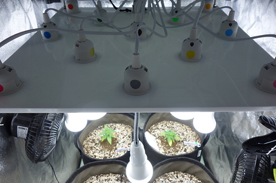 Vier junge Cannabispflanzen in Vlies-Töpfen unter LED-Beleuchtung in einer Growbox.