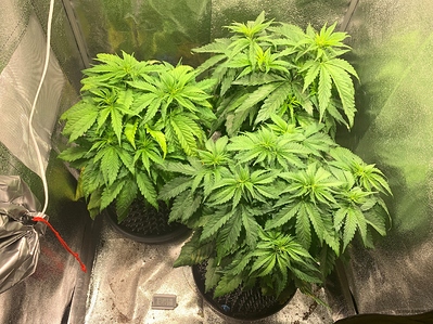 Growreport Bild 1