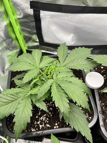 Growreport Bild 12