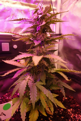 Growreport Bild 49