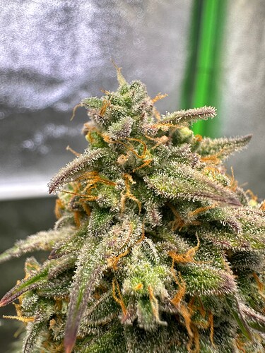 Growreport Bild 9
